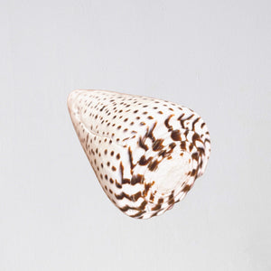 Lucia Calm Cone Seashell