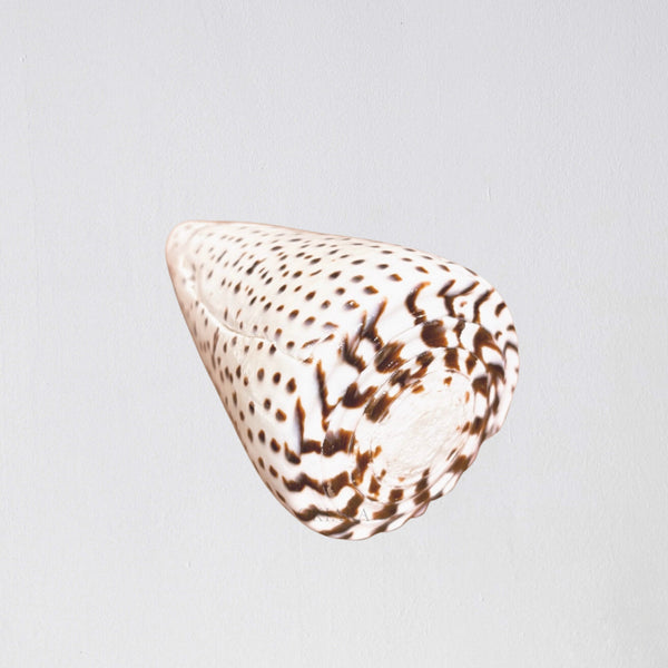 Lucia Calm Cone Seashell