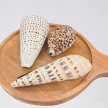 Load image into Gallery viewer, Lucia Calm Cone Seashell
